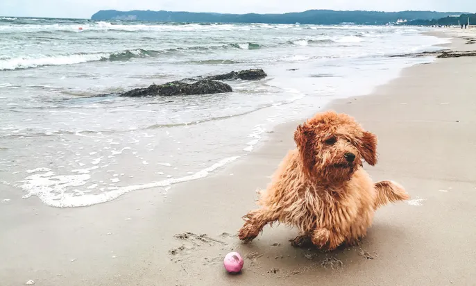 Nachhatliges Hundespielzeug für den Strand