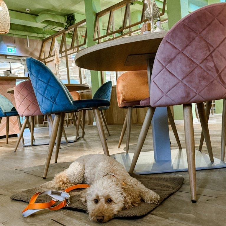 Hundefreundliches Restaurant in Büsum