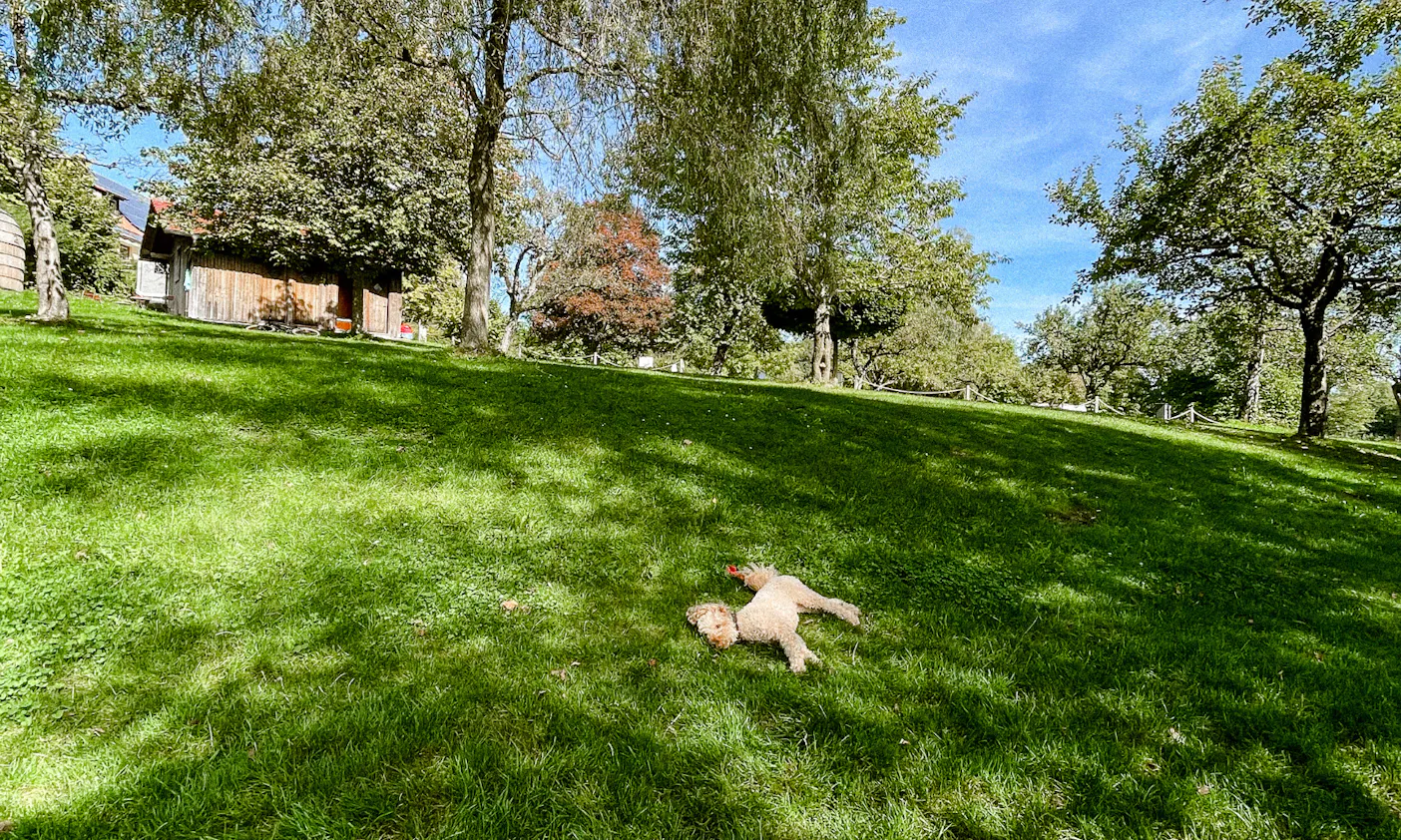 Glamping: Iglucamping mit Hund im Allgäu