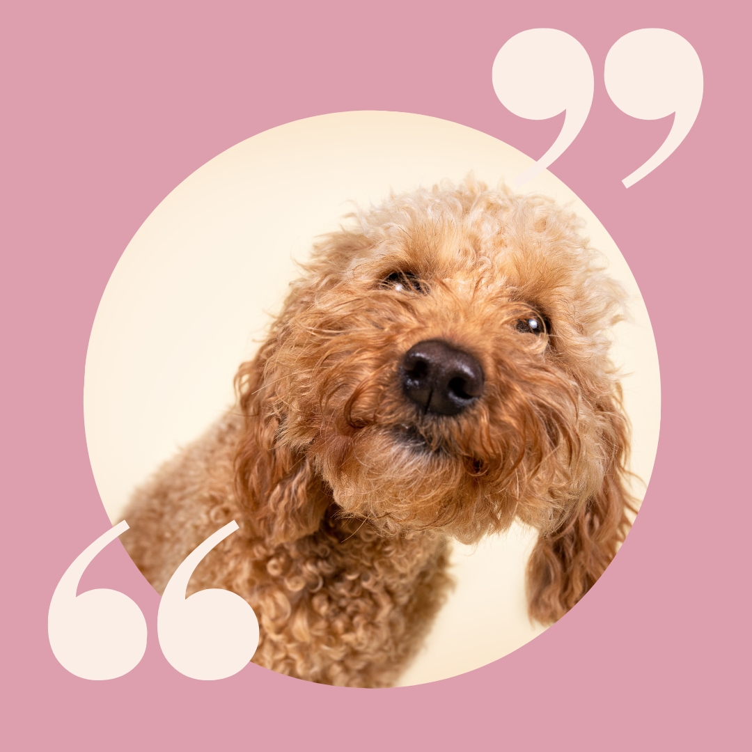 Hundeexpert*innen Interviews