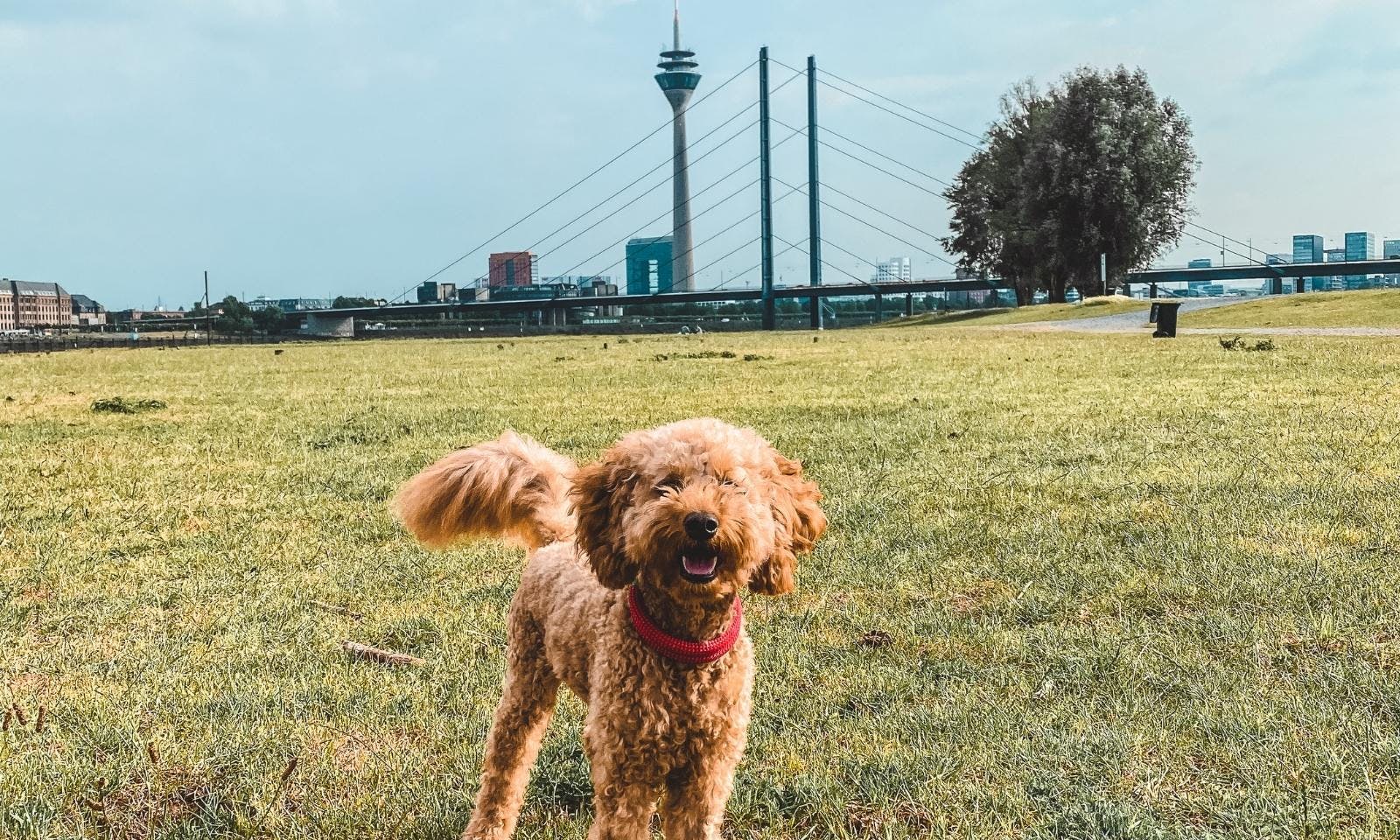 Rheinwiesen mit Hund