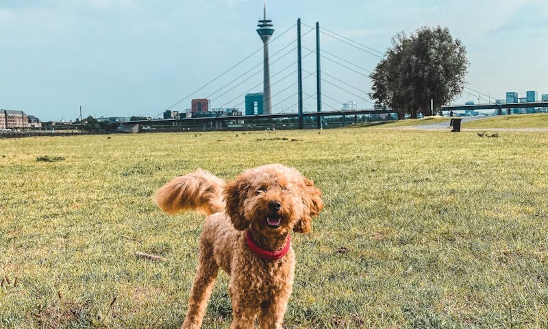 Rheinwiesen mit Hund