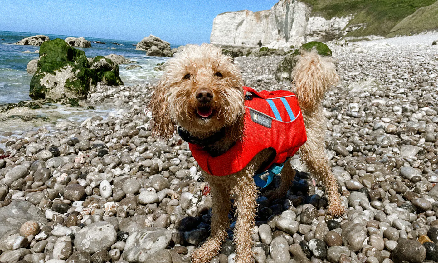 Ein Hund an einem Strand mit einer Ruffwear Schwimmweste