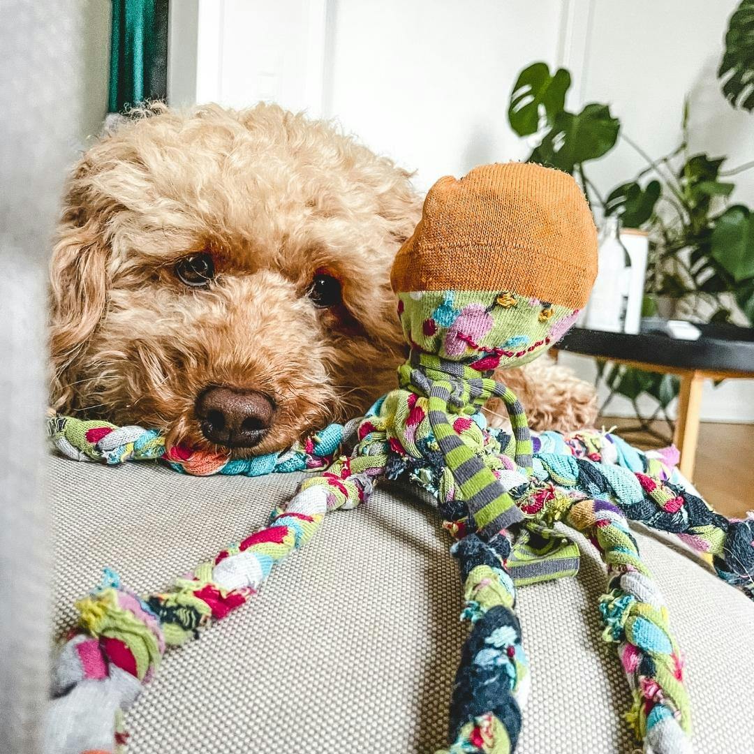 DIY-Hundespielzeug aus alten Socken