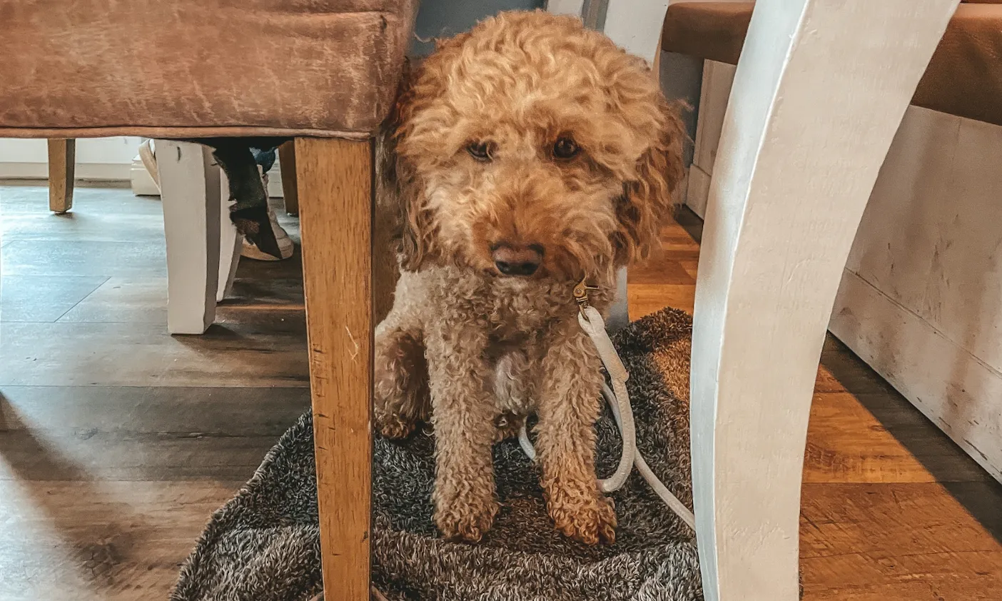 Hund im Restaurant Beach Motel Heiligenhafen an der Ostsee