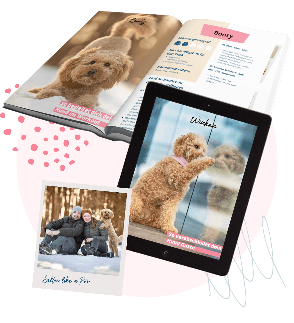 Hundetricks lernen mit Java, Goldendoodle: How to Schrittanleitungen, auch für Anfänger geeignet