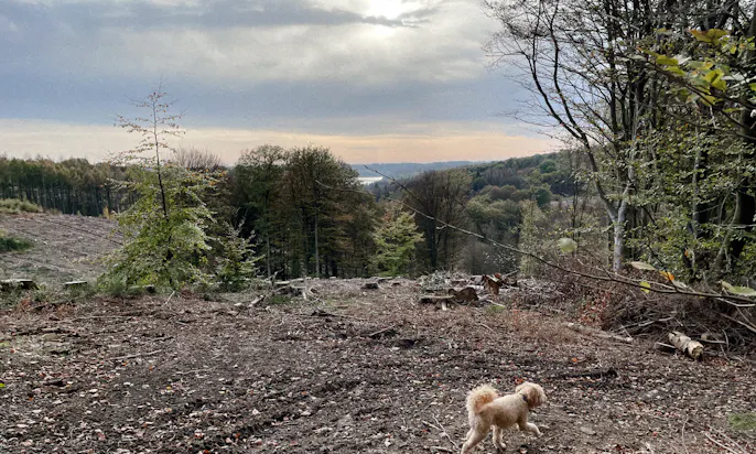 bergischen Panoramasteig mit Hund