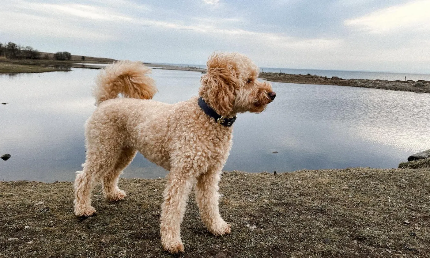 Wandern auf Helnæs mit Hund