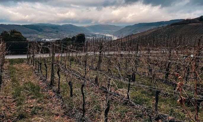 Landschaft Mosel