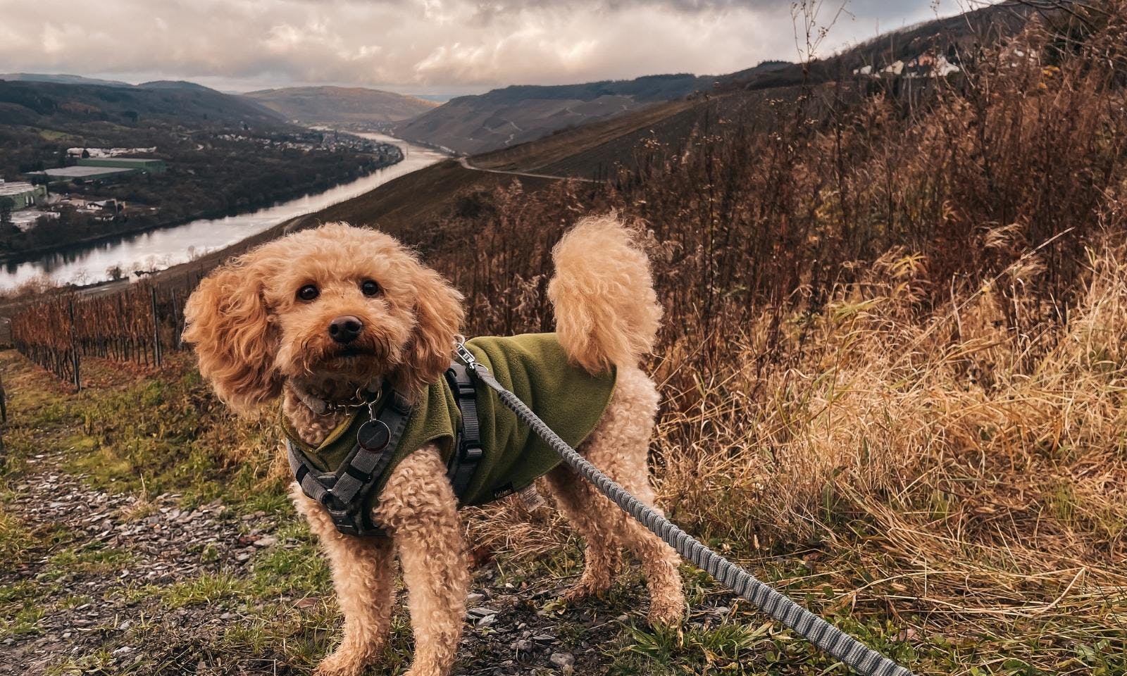 Hundegeschirr von Anny-X für Zwergpudel