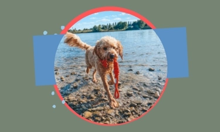 Der Hundeblog ĂŒber Hundesport