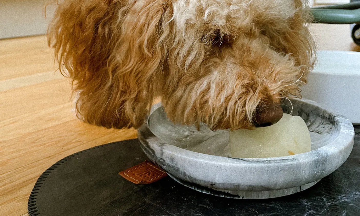 Pudel mit Napfuntersetzer: BRUCE DOTTO by Paola NAVONE - Placemat