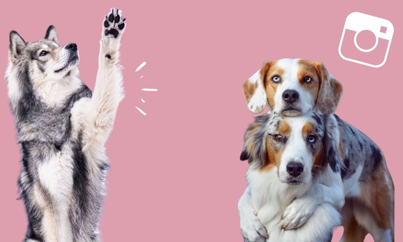 Petfluencer-Ranking Deutschland 2021