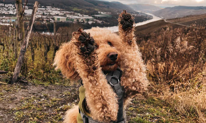 Winterwandern mit Hund als Weihnachtsmarktalternative