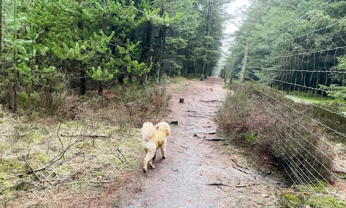 Hundewald in Blavand in Dänemark
