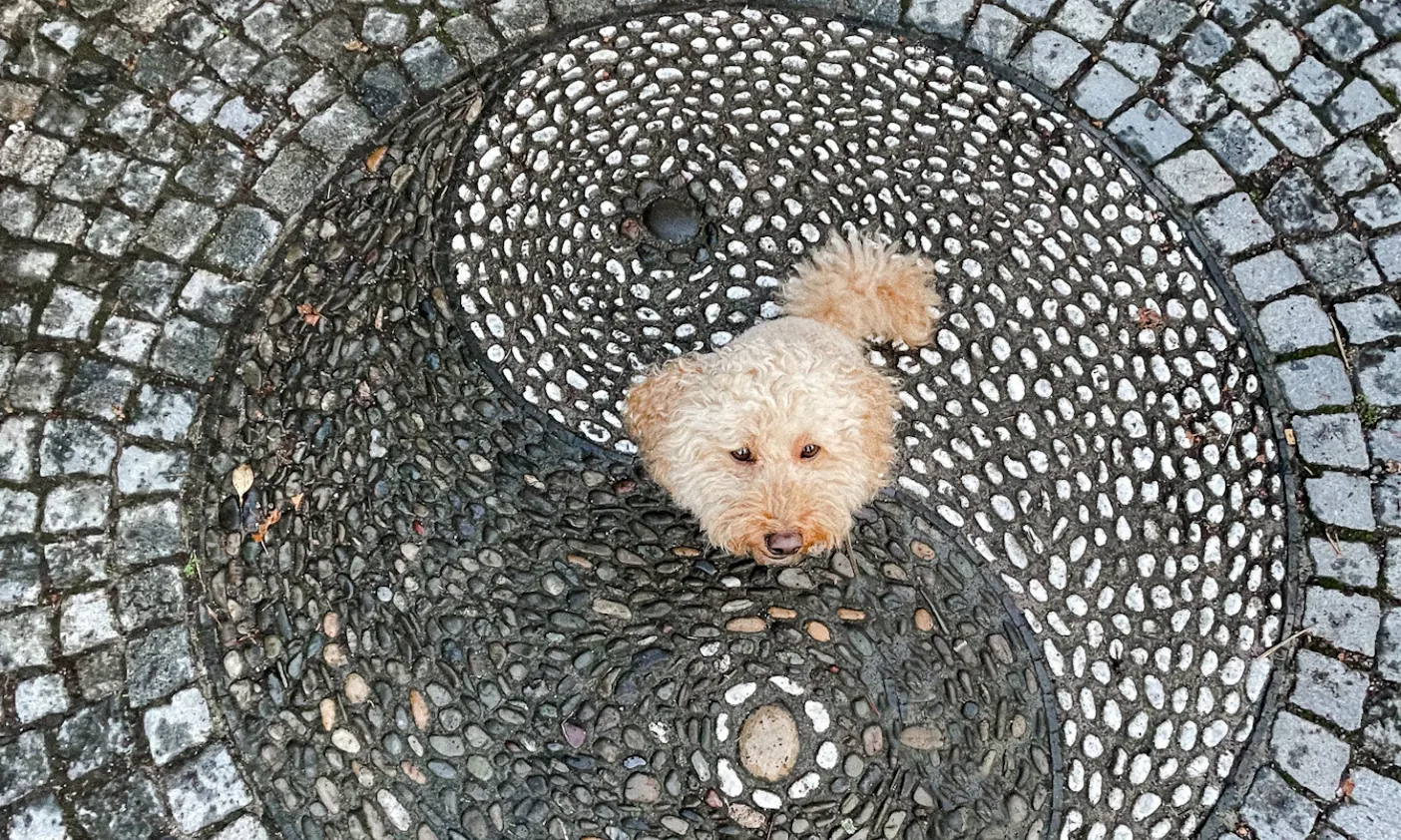 Chinesischer Garten mit Hund: Ying Yang