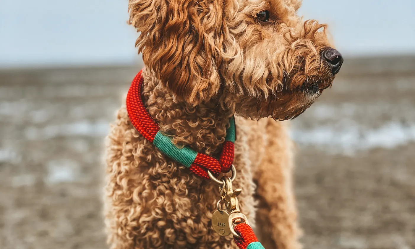 Lederalternativen für Hundehalsbänder: Tau
