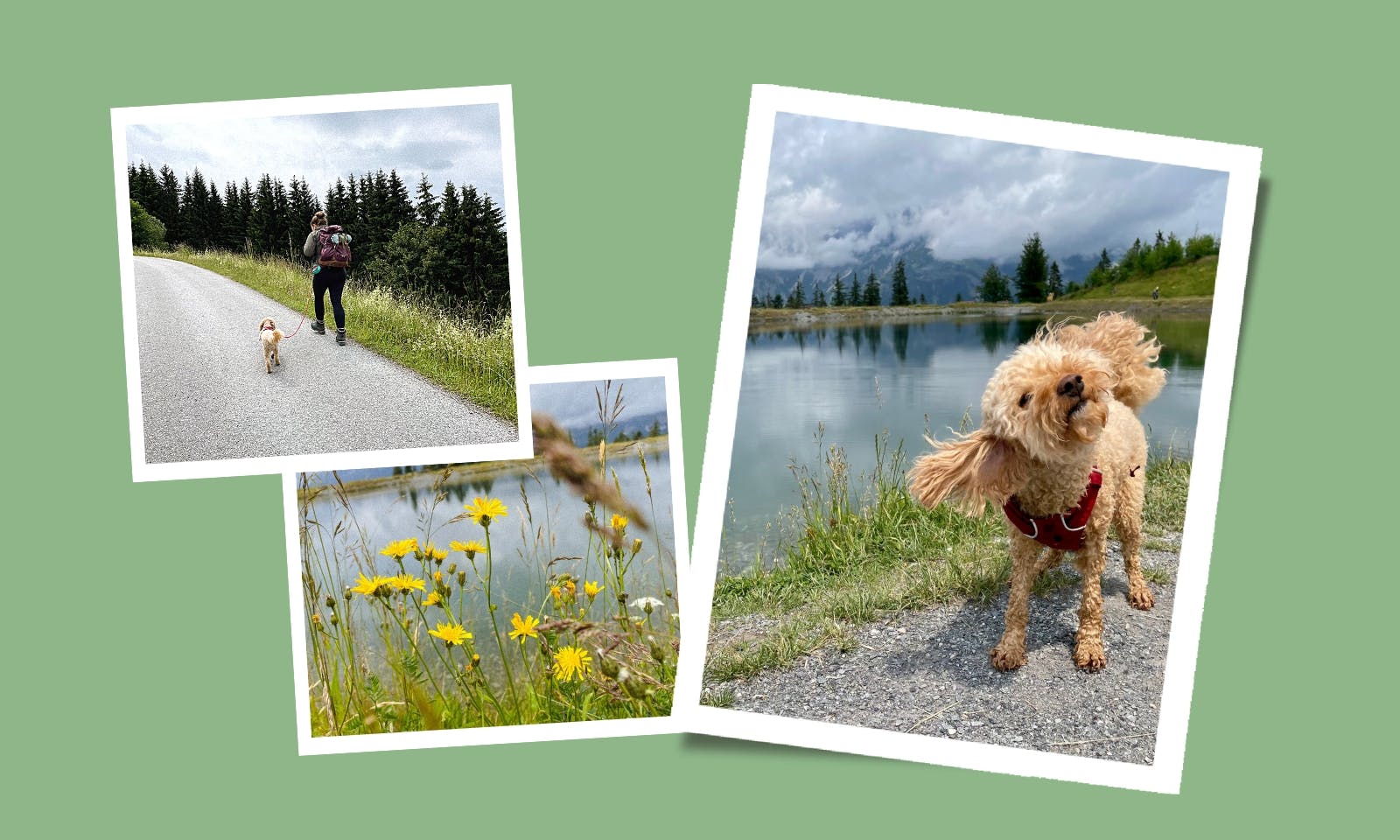 Wandern mit Hund am Wilden Kaiser: Von Ellmau zum Astbergsee über den Treichlhof