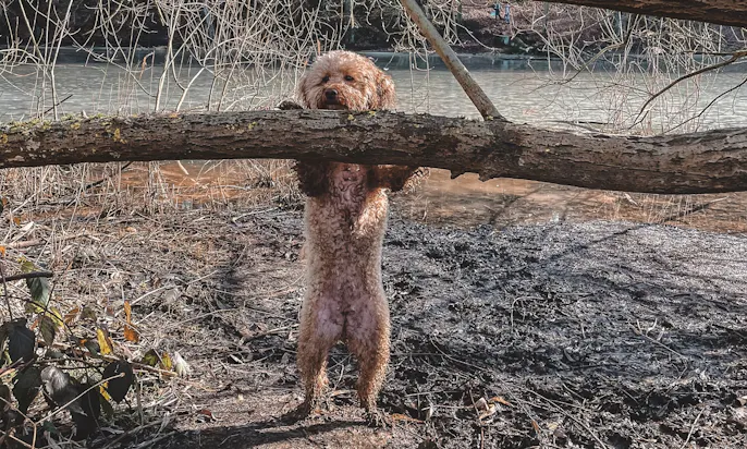 Goldendoodle Java am Tricksen