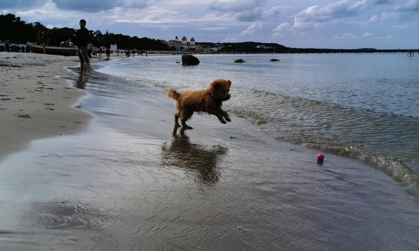 Hundespielzeug für Pudel: Beco Ball
