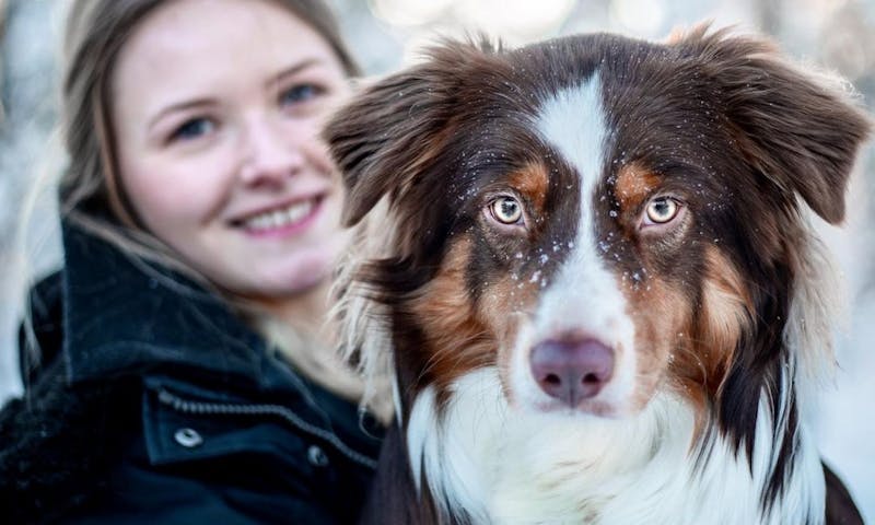 Auslandssemester mit Hund in Schweden