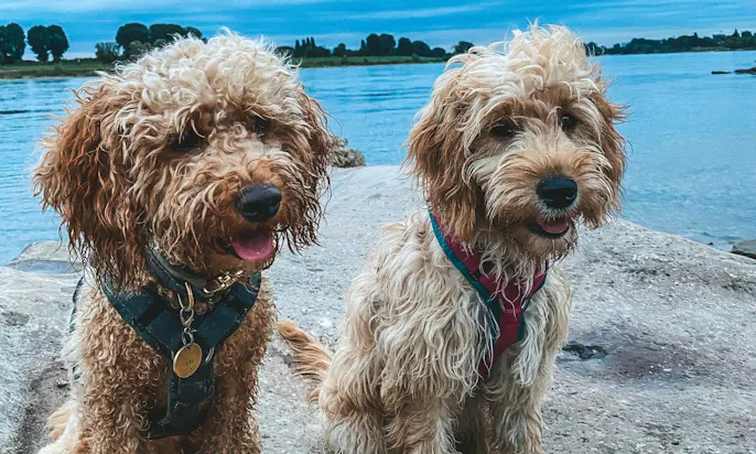 personalisierte Hundemarken mit Telefonnummern