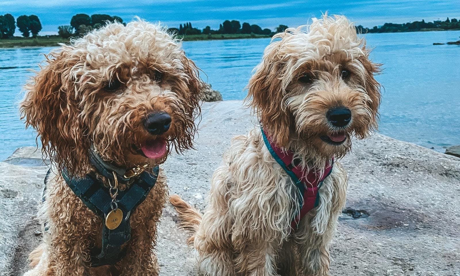 personalisierte Hundemarken mit Telefonnummern