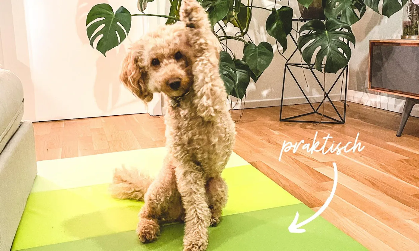 Ikea Hundezubehör fürs Tricktraining