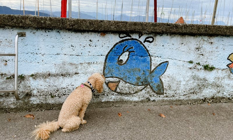 Lindau am Bodensee mit Hund entdecken