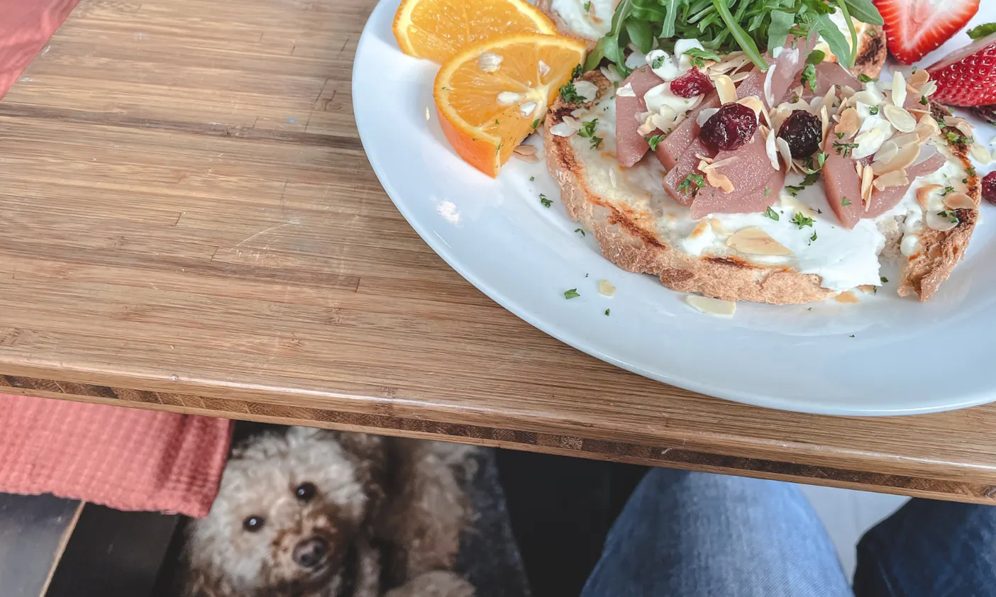Im Zweifelsfall ist es immer empfehlenswert, das Café-Personal zu fragen, ob Hunde erlaubt sind und welche Regeln zu beachten sind. Auch sollten Hundebesitzer*innen immer aufmerksam sein und darauf achten, dass sich andere Gäste nicht durch deinen Hund gestört fühlen.