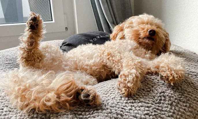 Pudel auf dem orthopädischen Hundebett von Frau Frauchen Wolke