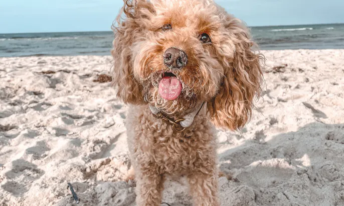 Hundestrand an der Ostsee in Heiligenhafen