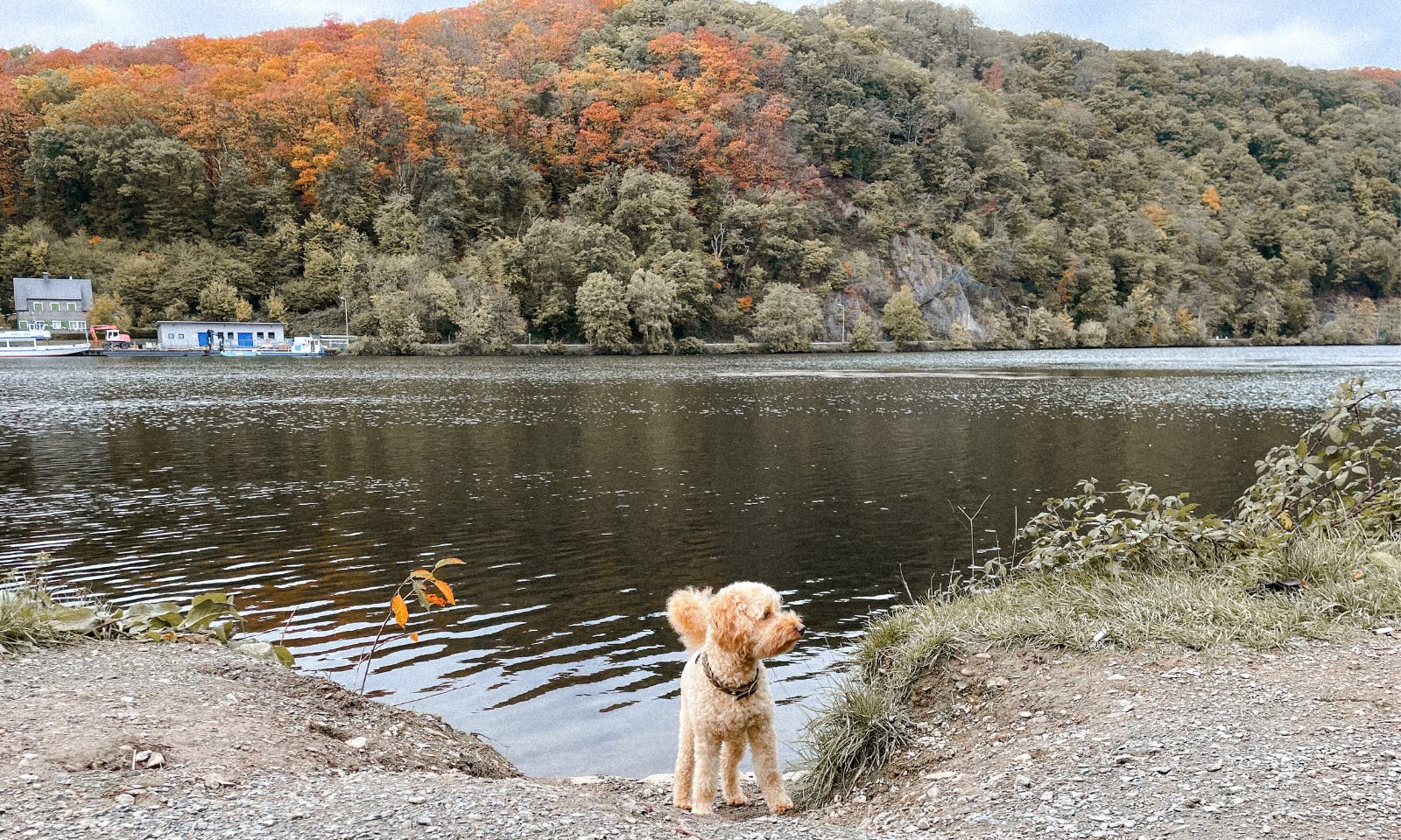 Wandern mit Hund um den Hengsteysee