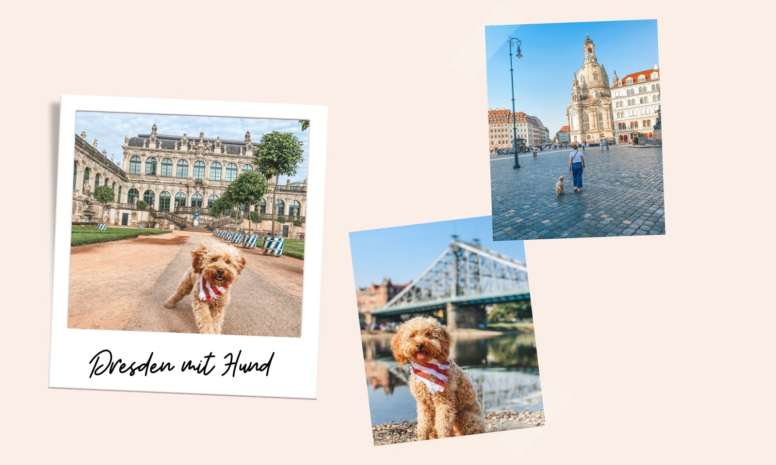 Dresden mit Hund:12 Tipps für einen schönen Städtetrip