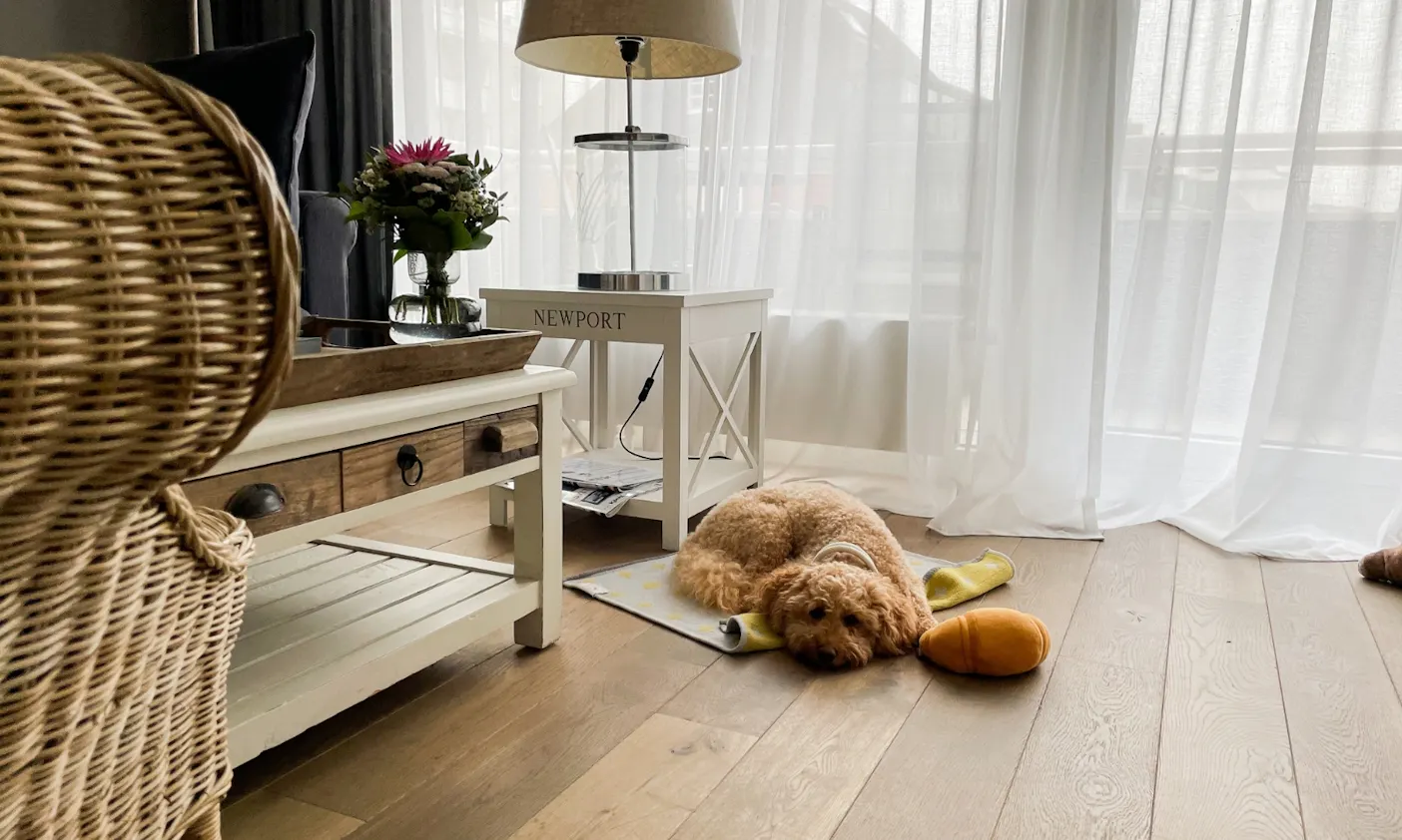 Mini Goldendoodle Java im Suitehotel Windhuk auf Sylt