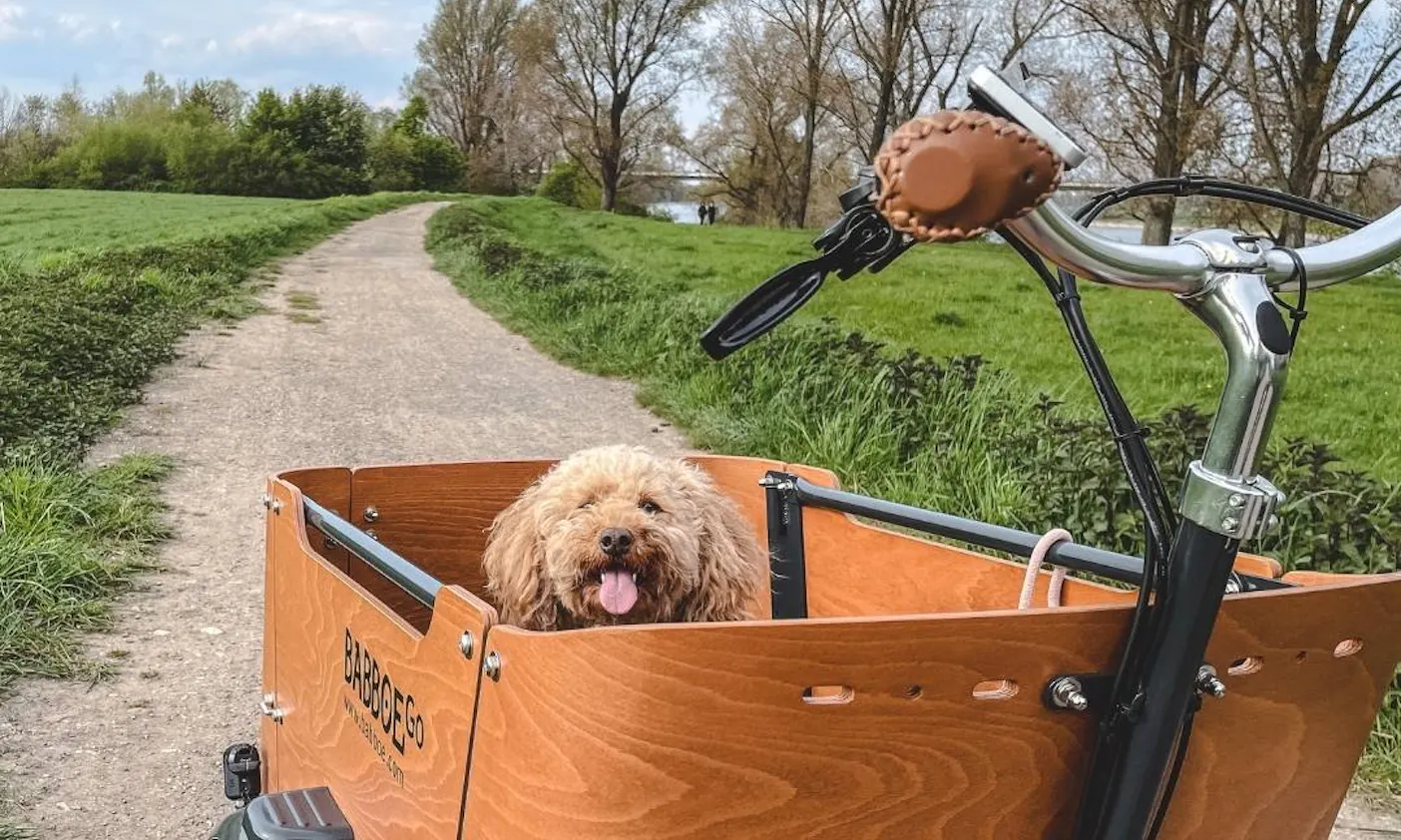 Lastenrad für Hunde im Test