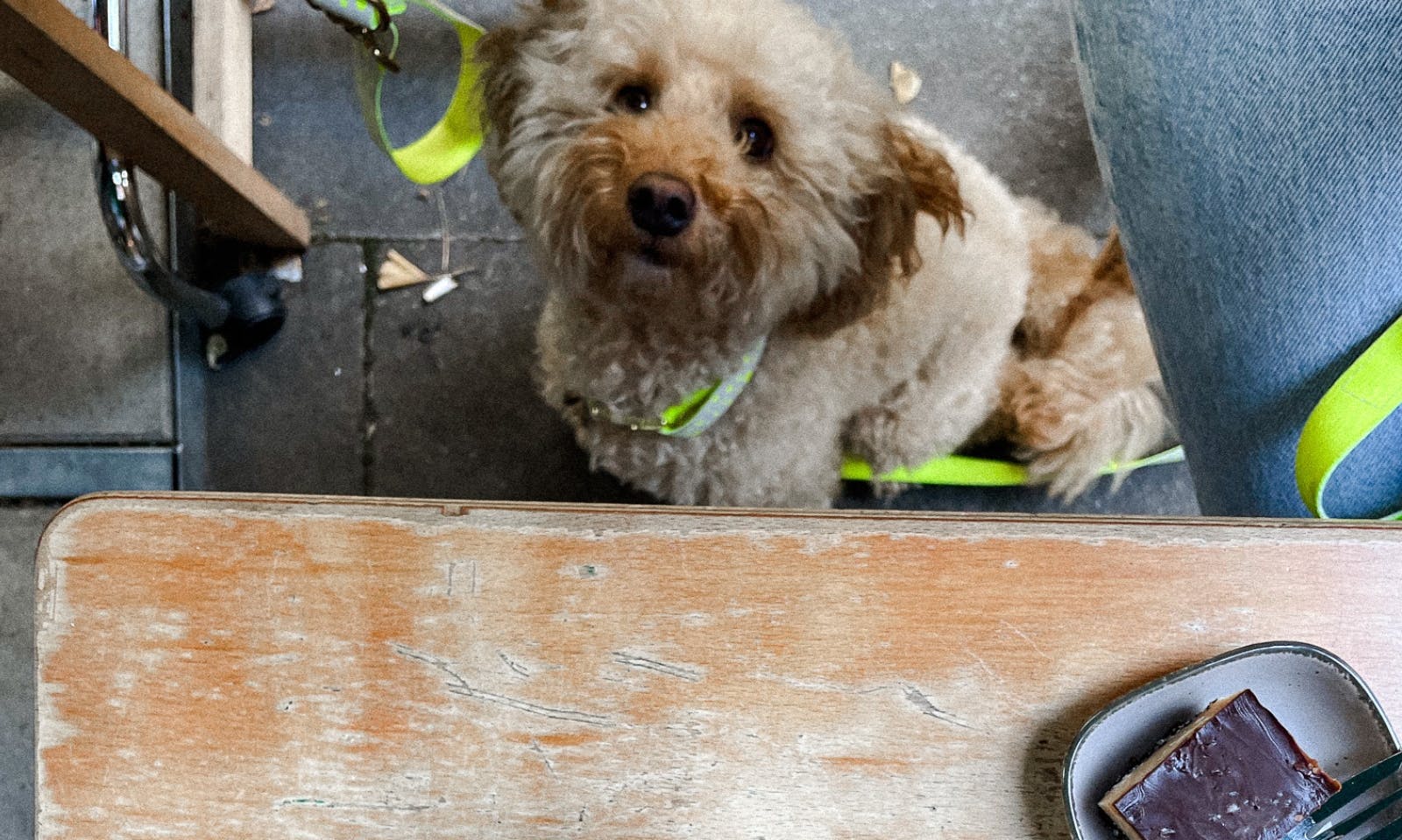 Hundefreundliches Café in Köln im bergischen Viertel