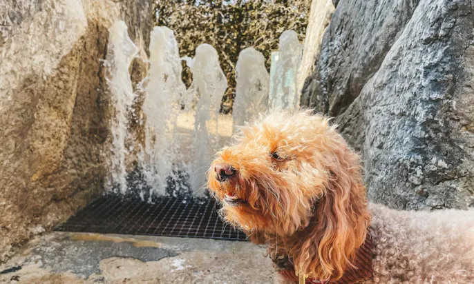 Labyrinth Dreiländereck bei Aachen mit Hund