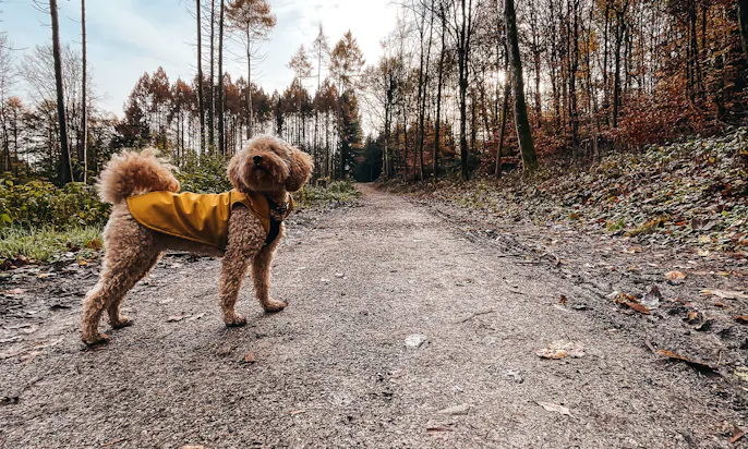 Bergischer Weg im Herbst mit Hund von Velbert bis Düssel