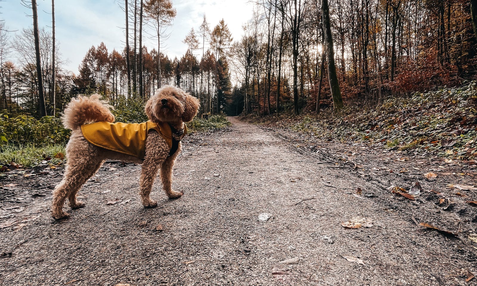 Bergischer Weg im Herbst mit Hund von Velbert bis DÃ¼ssel