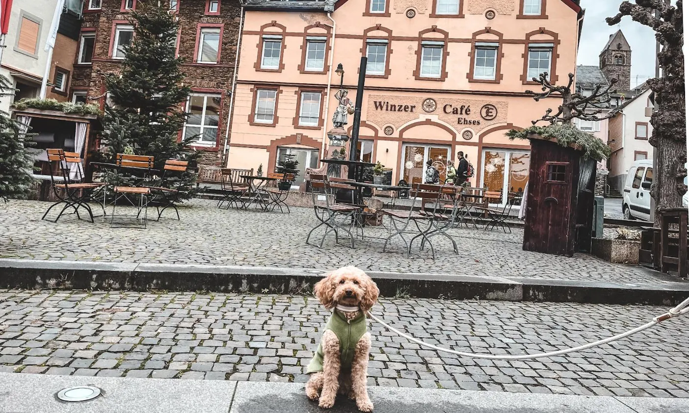 Traben-Trarbach Weihnachtsmarkt mit Hund