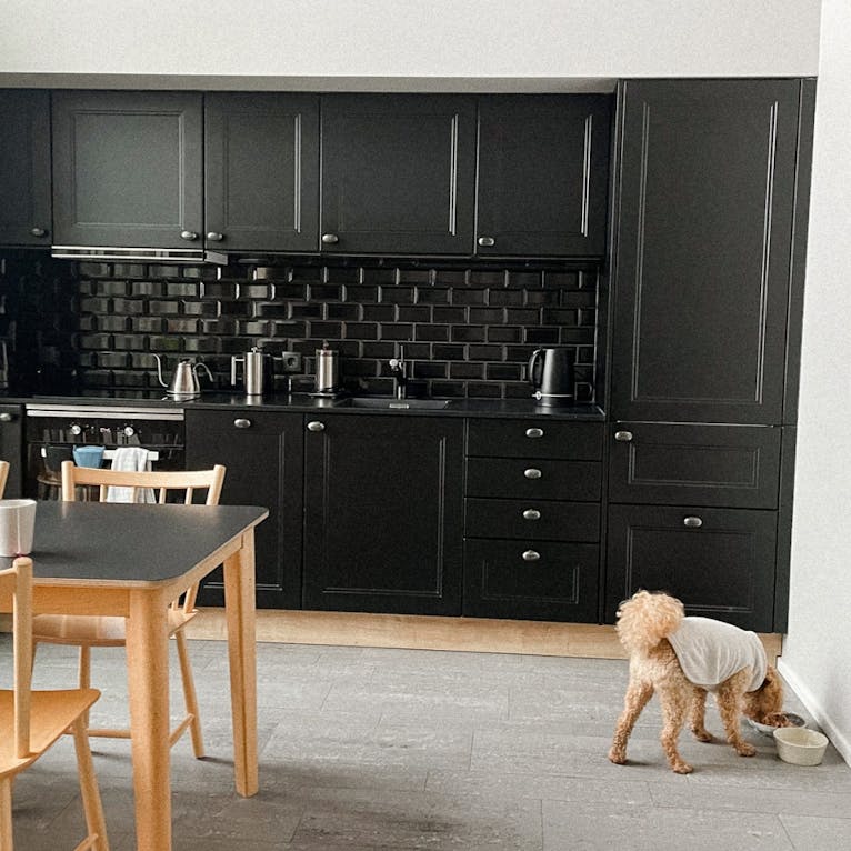 Hundeurlaub an der dänischen Nordsee im Glampingpark