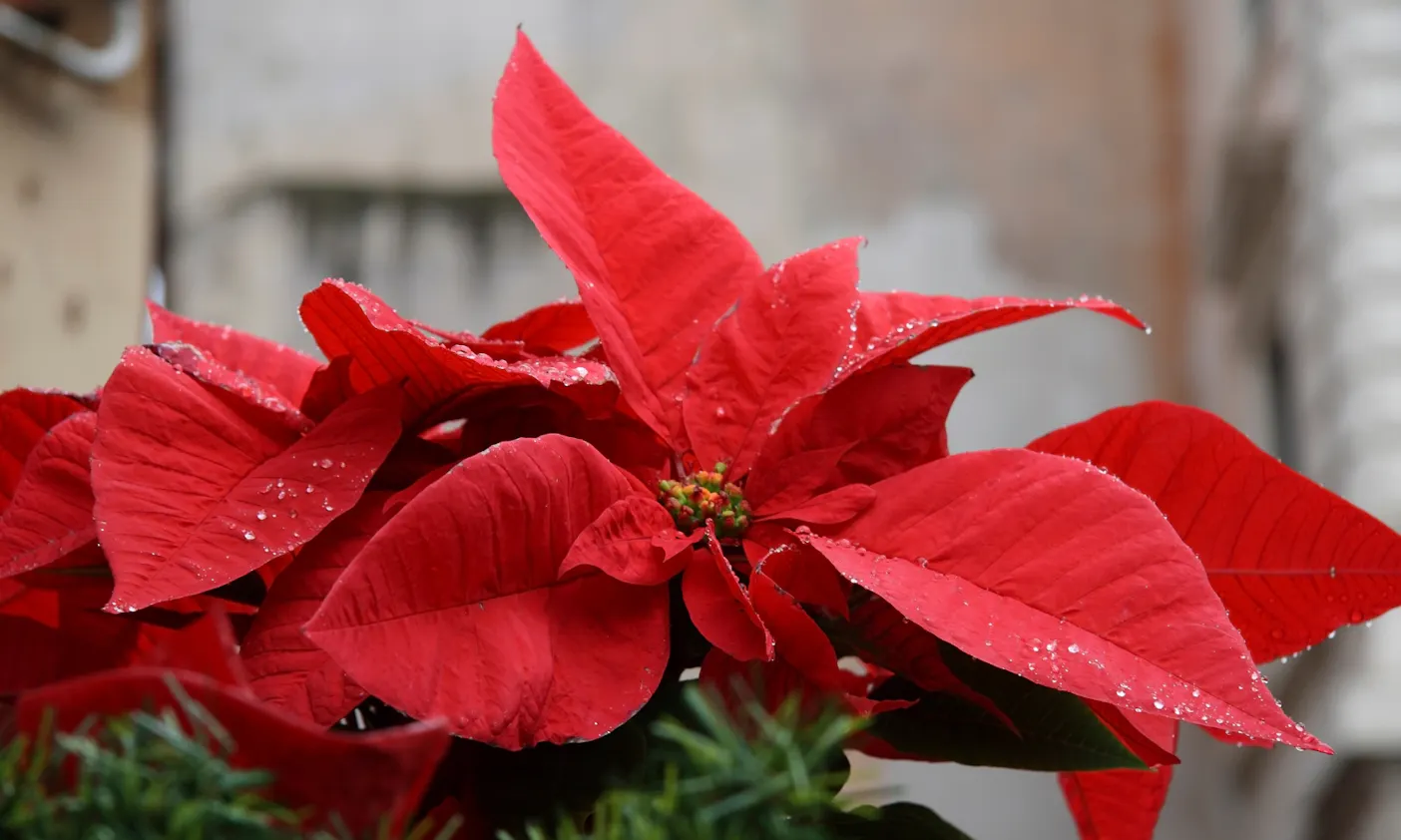 Giftige Pflanzen für Hunde: Weihnachtssterne (Poinsettien)