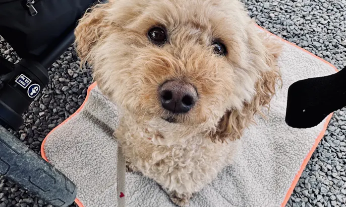 Goldendoodle auf der Mooizo Decke im Restaurant