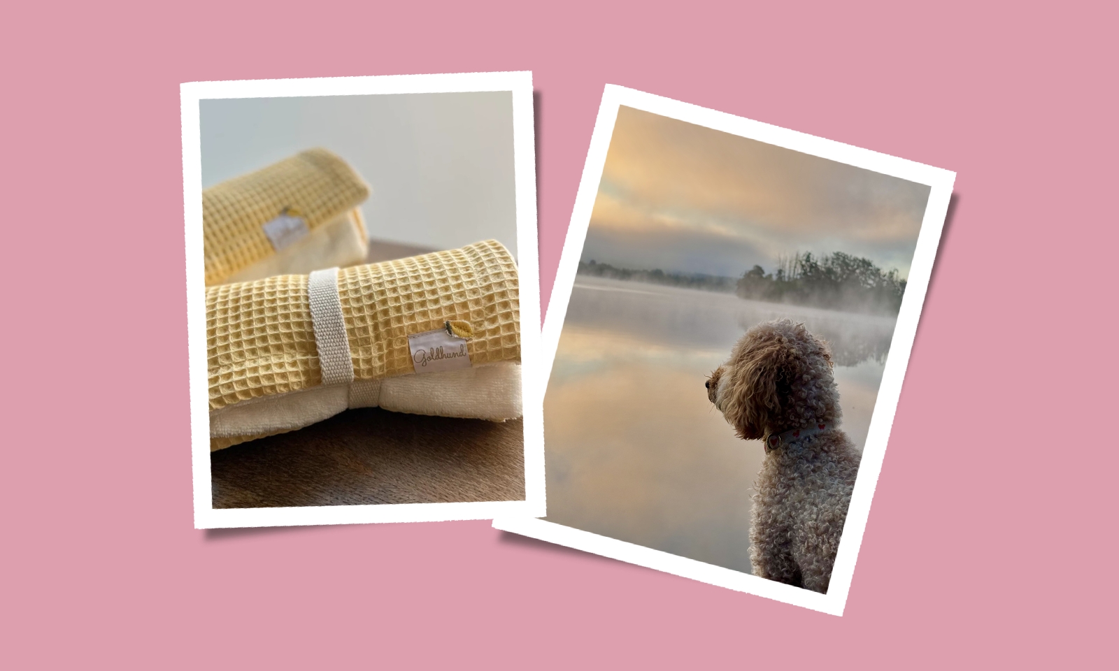 Die schönsten Sommer-Essentials für Hunde 2026