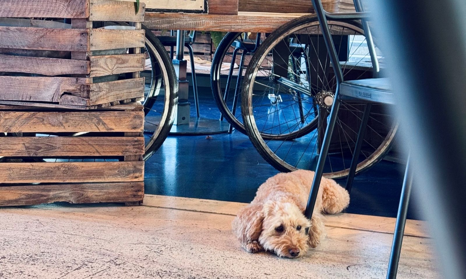 Goldendoodle wartet in der Lobby vom 25hours in Düsseldorf