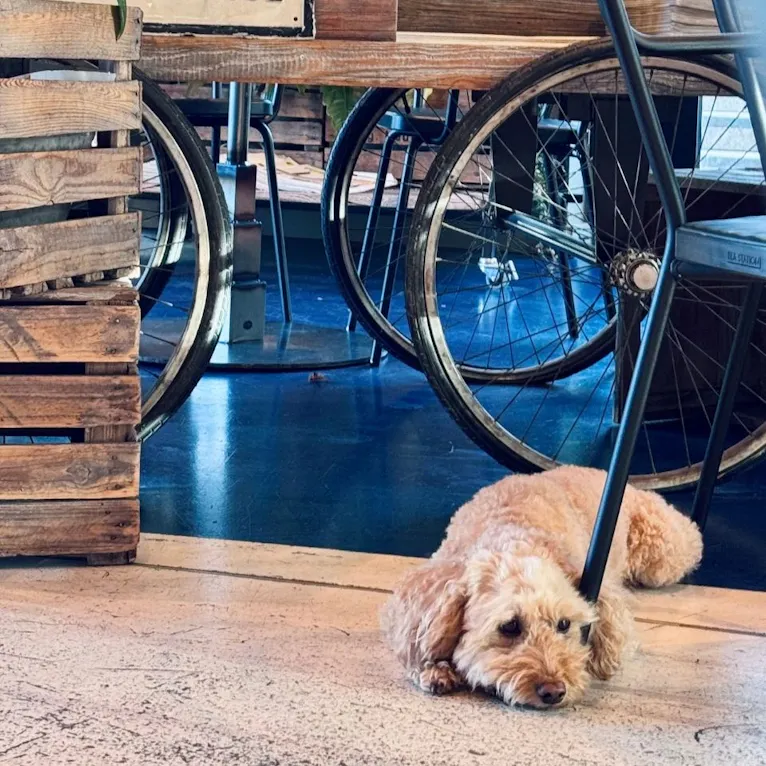 Goldendoodle wartet in der Lobby vom 25hours in Düsseldorf