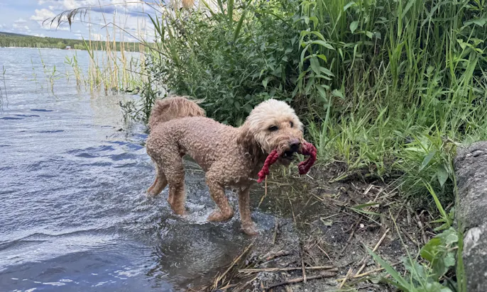 Goldendoodle im Steinberger See