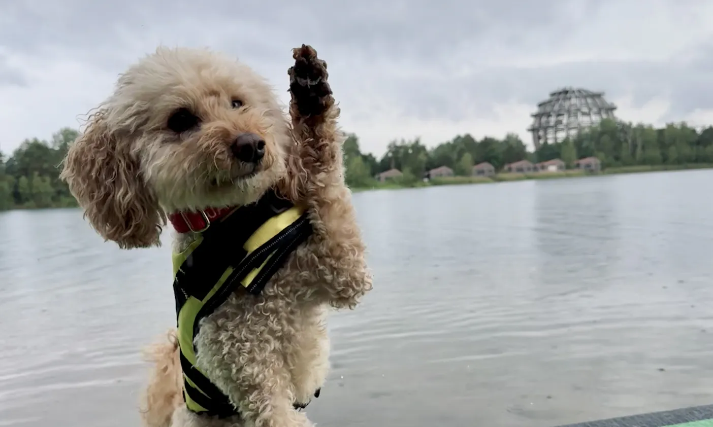 Hund auf dem Steinberger See
