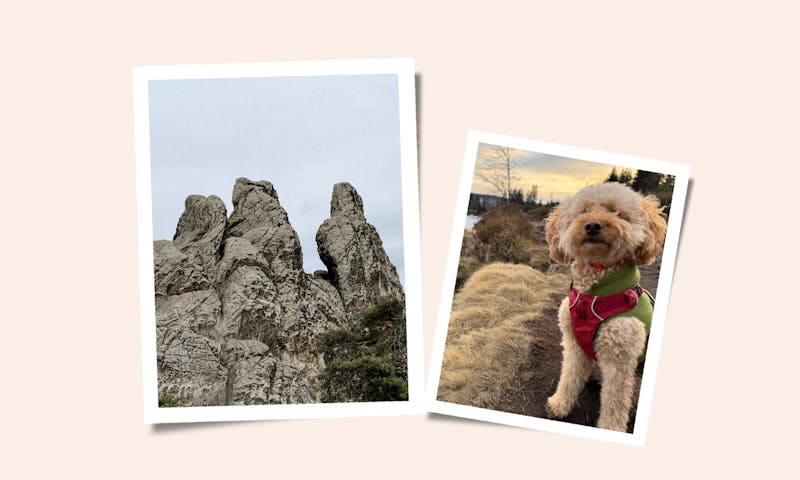 Harz mit Hund: Unsere besten Tipps, Wanderungen und Lieblingsspots für dein Mikroabenteuer